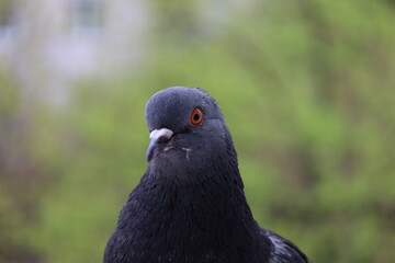 Pigeon closeup portrait, bird on the window, summer day, pigeon beautiful portrait, pigeons eyes in macro, Extreme Close Up