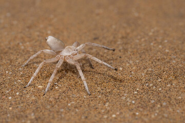 The dancing white lady spider. This spider (Leucorchestris arenicola) we saw near Swakopmund  in the Namib desert of Namibia.