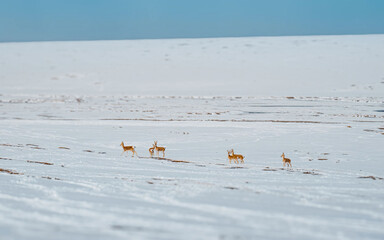 Antelopes in a Snowy Landscape
