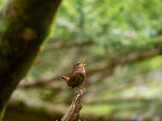 森の中で枯れ木に留まってさえずっているミソサザイ