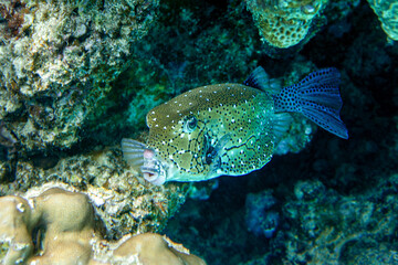 A coral fish - Yellow Boxfish (Ostracion cubicus)- male .Red Sea, Egypt 