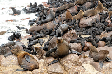 Seals on the beach. The Cape Cross Seal Reserve, the world’s largest breeding colony of Cape fur...