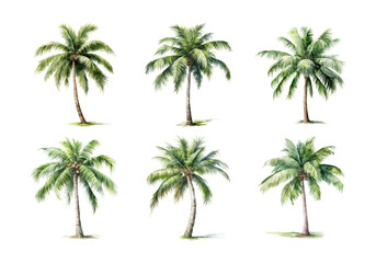 Cute watercolor painting style illustration of Coconut Tree, isolated on white background