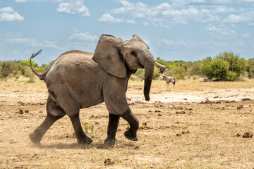 Obraz premium Young elephant bull in Etosha. This young bull is showing dominant behaviour after visiting a waterhole in Etosha National Park in Namibia.
