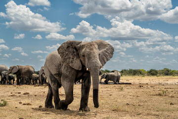 Obraz premium Young elephant bull in Etosha. This young bull is showing dominant behaviour after visiting a waterhole in Etosha National Park in Namibia.