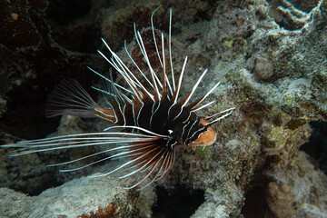 Clearfin lionfish – Pterois radiata – Red sea, Egypt