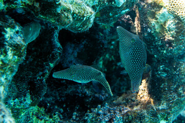 Coral fish- red sea toby (Canthigaster margaritata)