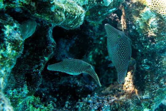 Coral fish- red sea toby (Canthigaster margaritata)