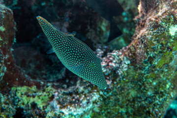 Coral fish- red sea toby (Canthigaster margaritata)