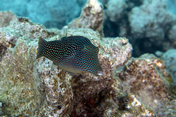 Coral fish- red sea toby (Canthigaster margaritata)