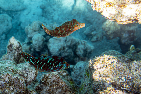 Coral fish- red sea toby (Canthigaster margaritata)