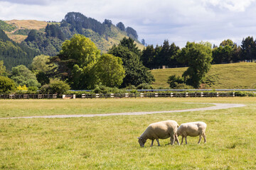 Fototapeta premium Sheep Grazing in Lush Countryside