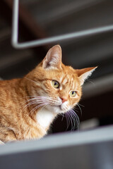 A cat sitting on a shelf looking up at the camera