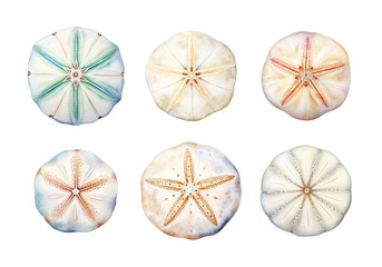 Sand Dollar, Summer Illustration. Watercolor Style.
