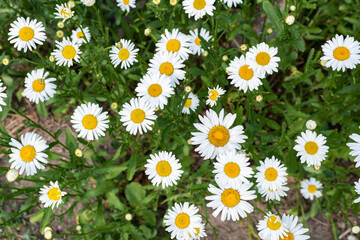 Congratulatory floral background. Chamomiles in the garden. Camomile in the nature. Chamomile flower field. Field of camomiles at sunny day at nature. Camomile daisy flowers in summer day