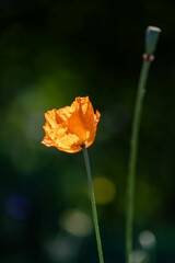 Shining orange poppy on dark green nature background, single flower