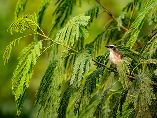 Nature bird back ground animal and plant