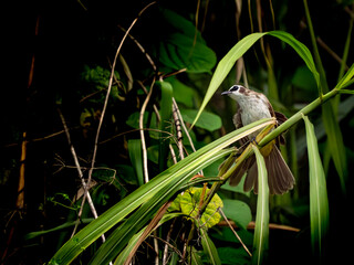 Nature bird back ground animal and plant