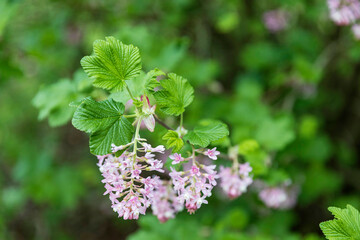 Ribes nevadense (sometimes spelled R. nevadaense) is a species of currant known by the common names Sierra currant and mountain pink currant.