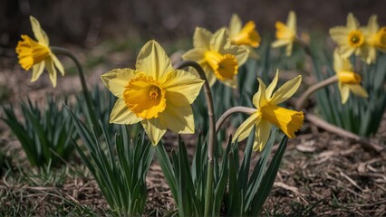Blooming yellow daffodils in a garden