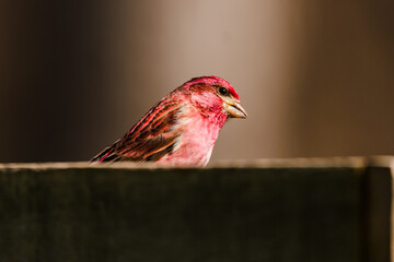 Haemorhous purpureus