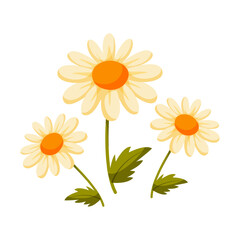 Camomile flower. Daisy flowers clip art. White chamomile flower with green leaves