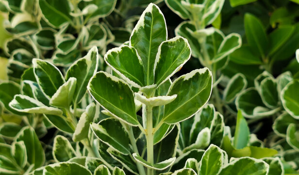 Evonimo Euonymus fortunei (Turcz.) Hand.-Mazz.