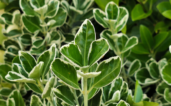 Evonimo Euonymus fortunei (Turcz.) Hand.-Mazz.