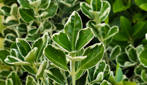 Evonimo Euonymus fortunei (Turcz.) Hand.-Mazz.
