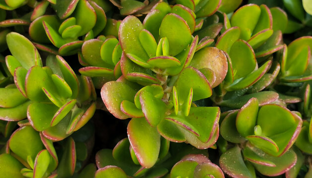  Albero di Giada Crassula ovata (Mill.) Druce Foglie verdi e lucide pianta grassa