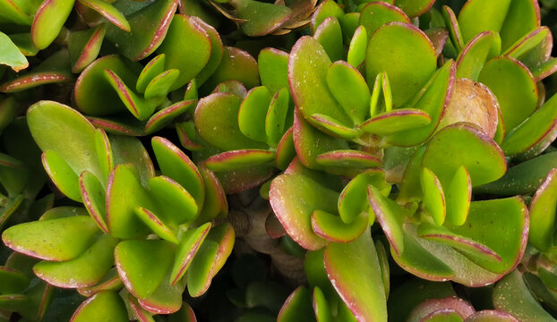  Albero di Giada Crassula ovata (Mill.) Druce Foglie verdi e lucide pianta grassa