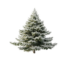 A snow-dusted evergreen tree stands tall against a white background.