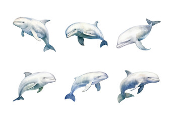 Beluga Whale, Animal Illustration. Watercolor Style