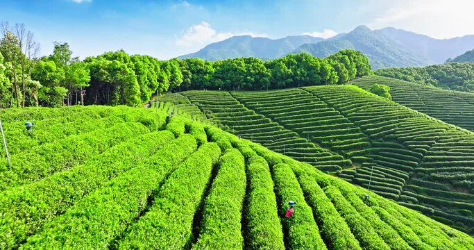 Aerial view of green tea plantation with mountain nature landscape in Hangzhou, China. Beautiful mountain tea garden landscape in spring.