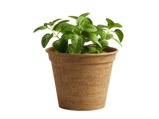 Obraz premium Small green plant in a brown pot isolated on a white background, perfect for home decor, gardening, and interior design projects.
