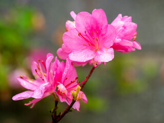 selective focus of pink azalea flowers in a garden with blurred background