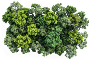 aerial view of an ancient oak woodland, highlighting the natural patterns and textures formed by the trees.