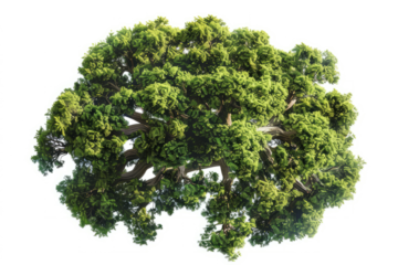 aerial view of an ancient oak woodland, highlighting the natural patterns and textures formed by the trees.