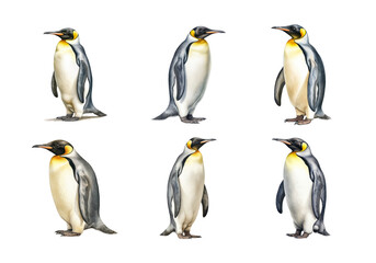 Fototapeta premium Emperor Penguin, Animal Illustration. Watercolor Style