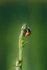 ladybug close-up in the morning light
