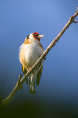 European Goldfinch perched on a tree branch in the morning light