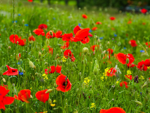 beautiful fresh landscape with red poppies
