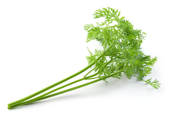 Carrot leaves isolated. Carrot leaf tail on white background. Carrot green leaves. Full depth of field.