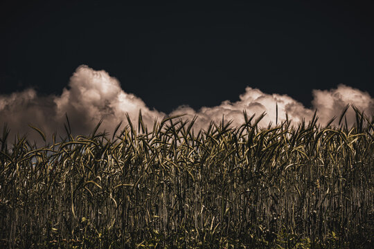 beautiful landscape with grain and black white sky