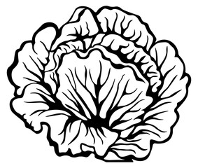 cabbage or lettuce without background