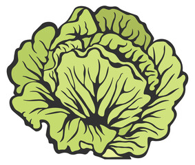 cabbage or lettuce without background