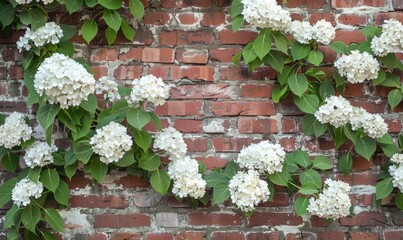 Brick wall with climbing hydrangea