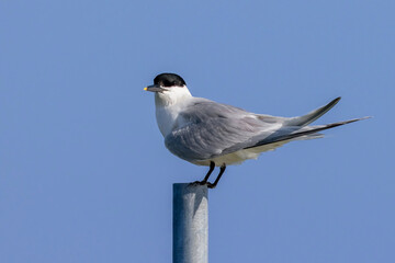 beccapesci su tubo presente nella laguna