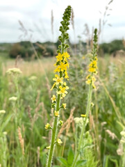 flowering plant Agrimonia Eupatoria grows in the meadow