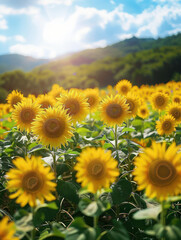 Fototapeta premium Beautiful Field of Sunflowers in Full Bloom Under a Bright, Sunny Sky with Lush Green Hills in the Background and Clouds Gently Floating by